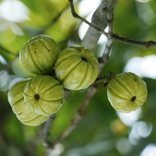 How Does Garcinia Cambogia Benefit In Weight Loss?
