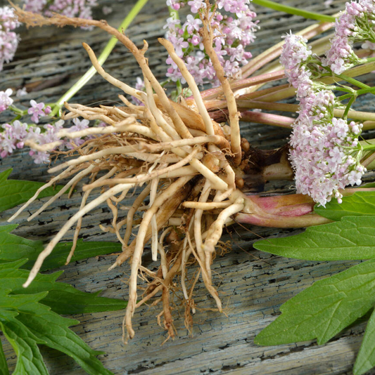 Does Valerian Root Extract Help with Anxiety and Insomnia?