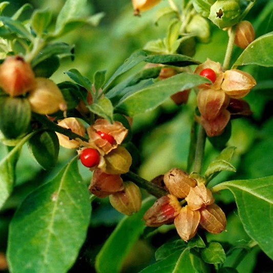 Ashwagandha Extract for Stress Relief Available in Pakistan