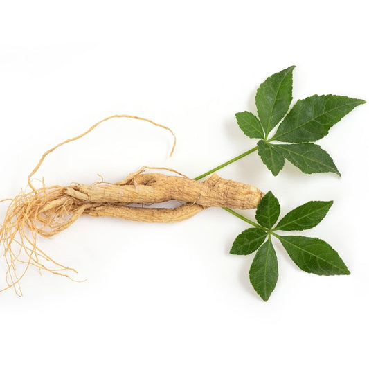 Ginseng: An Ancient Root with Modern Health Benefits